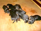 Welpen von Umbra und Max (3 Tage alt)